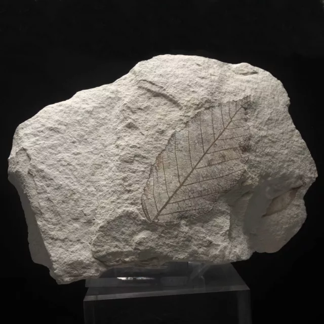 LEAF FOSSIL - Miocene - Erdobenye - HUNGARY AR28