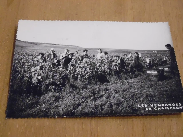 Avize 51 - vendanges et travail du vin en Champagne - arrivée au vendangeoir cpa - Collection