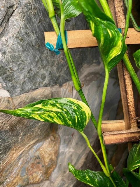 Epipremnum Aureum 'Shangri La' - 4 cuttings 2