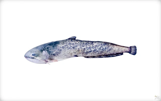 Coussin en forme de poisson - Canada