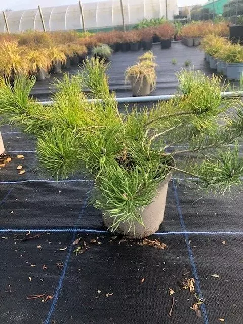 Pinus Mugo - Dwarf  Mountain Pine In 3 Litre Pot