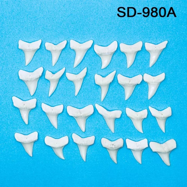 24PCS-1 1/16& (27.5MM) Fossils Modern Fish Tooth JEWELRY Pendant SD ...
