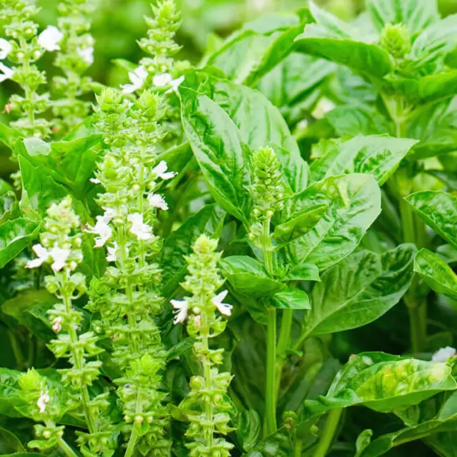 100 Graines de Basil Citron, Ocimum Basilicum Citriodorum Lemon Basil seeds