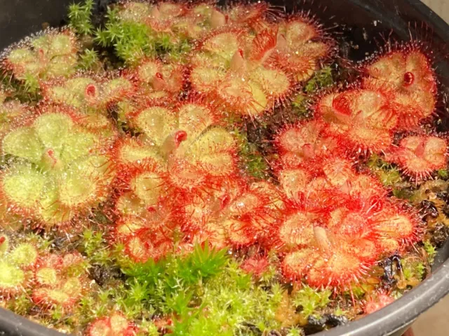 Semilla Drosera burmannii Sundew x 250+ (planta carnívora)