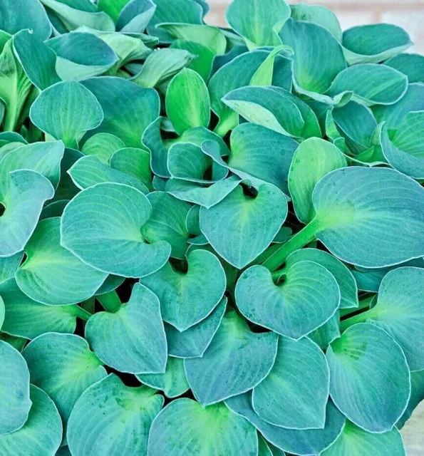 Hosta Blue Mouse Ears Plantain Lily in 9cm Pot Blue/Green Leaves Purple Flowers