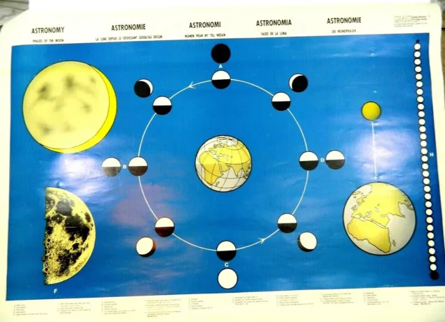 Vintage Astronomy & Astrology Poster in 5 Languages Phases of the Moon