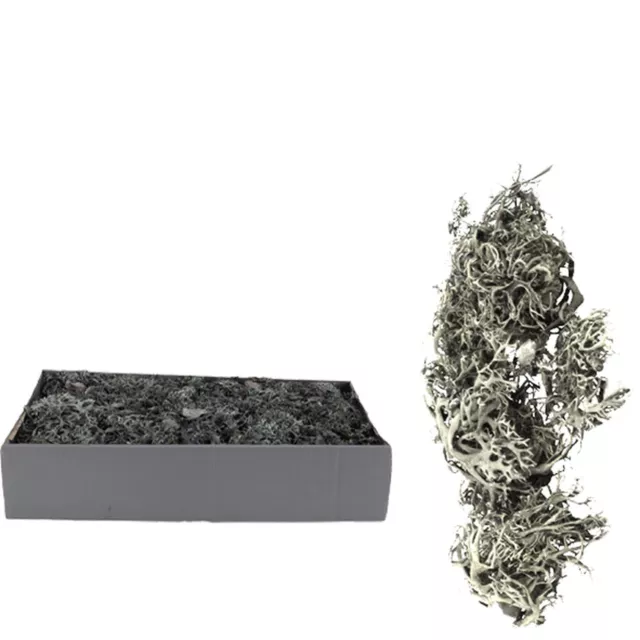 Gris Musgo - 500G - Caja - Natural