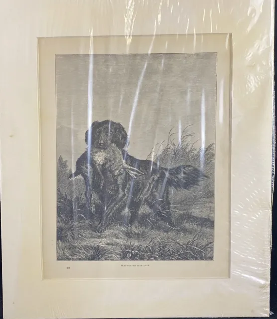 FLAT COATED RETRIEVER WITH HARE old Print Matted