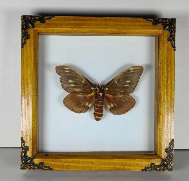 Framed Moth In A Wooden Frame With Corners