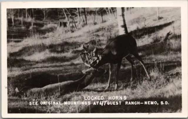 NEMO, South Dakota RPPC Real Photo Postcard 4T GUEST RANCH "Locked Horns" c1940s