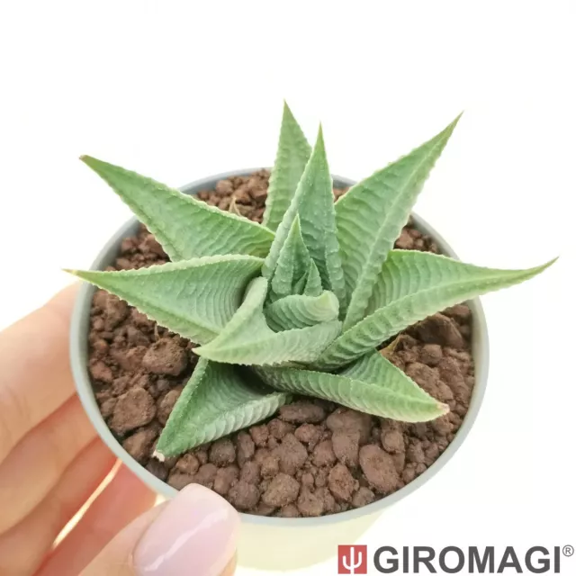 Haworthia limifolia ハオルチア POTØ6.5cm - GIROMAGI Cactus & Succulent Plants