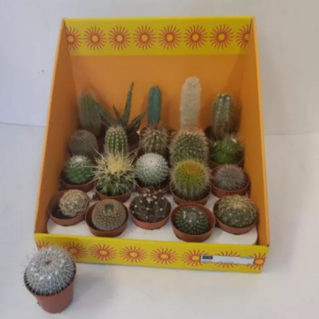 Bandeja de cactus surtidos 20 plantas pequeñas de 5 cms lote para jardin