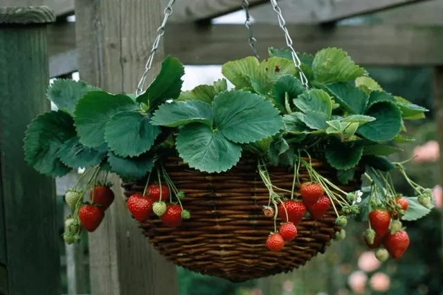 RED CLIMBING STRAWBERRY SEEDS, GARDEN FRUIT PLANT - Viable Seeds - UK SELLER