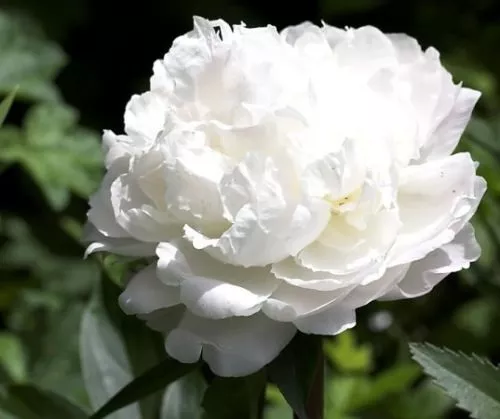 50 + Nuage Blanc Double Pivoine Self-Seeding Annual Papaver Semences Florales