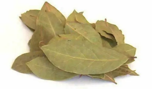Dried CINNAMON LEAVES / Tej Patta/ Indian Bay Leaf Ceylon Best