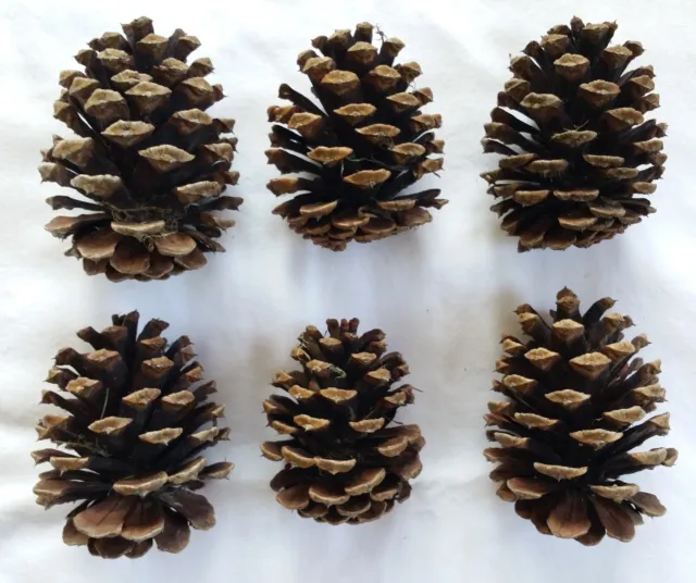 Lot of 6 Medium 3-4 inch Pine cones for decoration crafts etc