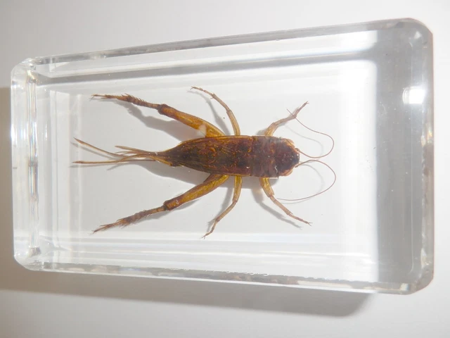 Rice Grasshopper Locust Specimen in 73x40x20 mm clear Lucite Block Learning Aid