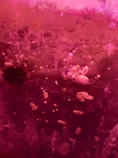 10 Saltwater Aquarium Snails Live Coral CLEANUP CREW Invertebrates Marine Plant