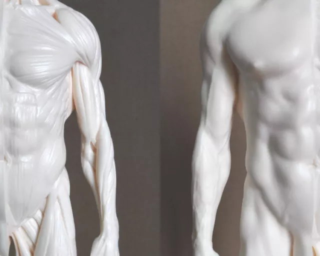 30cm Esqueleto humano Modelo anatómico Hombre hombre Anatomía Cráneo ES 3