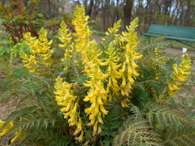 1,000 CORYDALIS CHEILANTHIFOLIA Seeds (Fern-Leaf Corydalis) | Free shipping