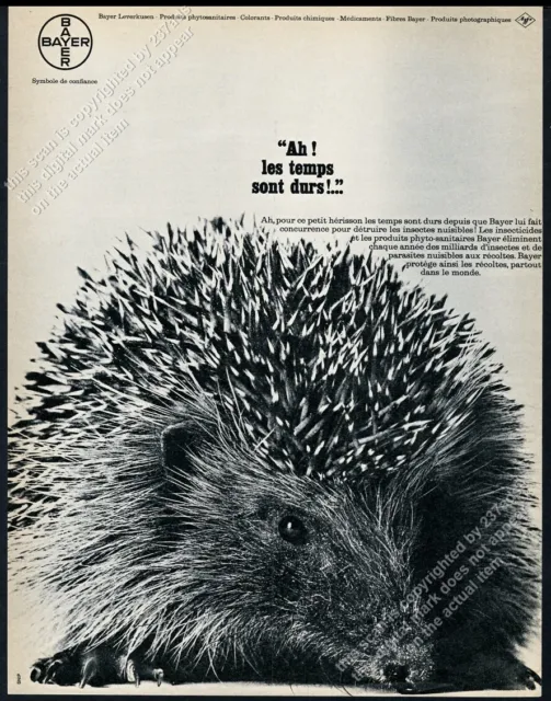 1964 hedgehog big photo Bayer Agfa French vintage print ad
