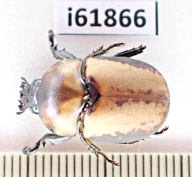 i61866. Rutelidae sp. Vietnam Central.A2