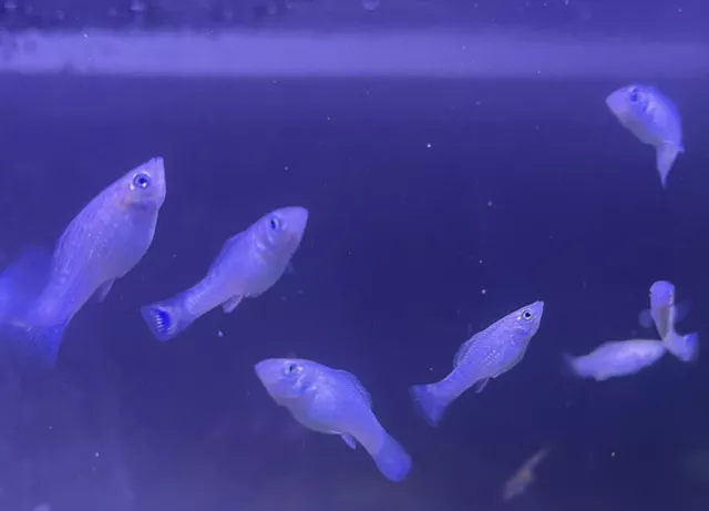 Live Fish Juvenile Silver Molly 3 Pack