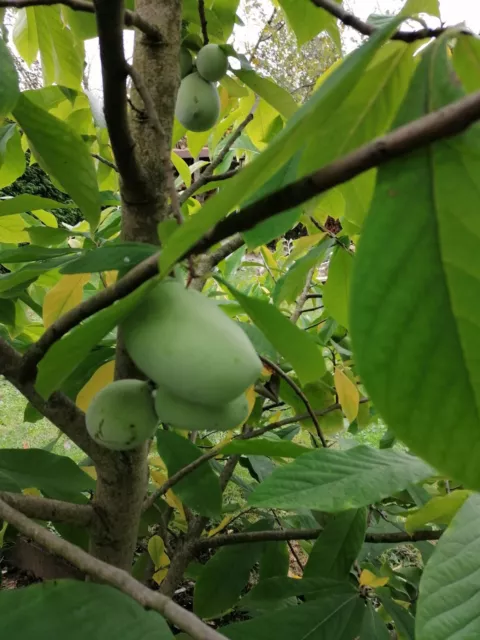 Indianerbanane Pawpaw Prima Samen