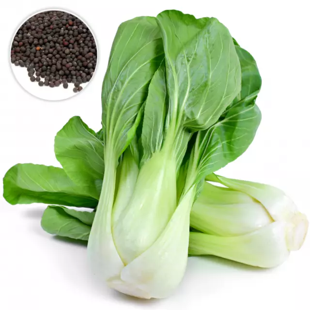 50 Giant Pak Choi Seeds Chinese Cabbage White Stem Canton Vegetables