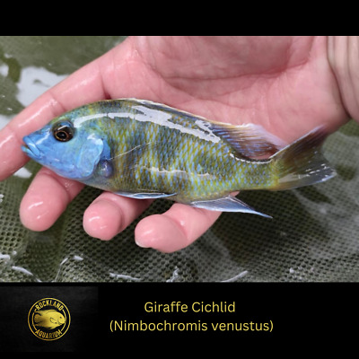 Giraffe Cichlid  (Nimbochromis venustus) - Live Fish (2.25" - 2.5")