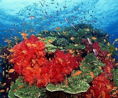 Tapis De Souris Mer Tropicale Corail Poisson Plongee