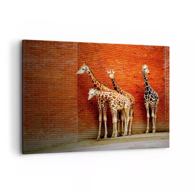 Cuadro Sobre Lienzo 100x70cm Cuadros Pared Animales jirafas zool�gico familia