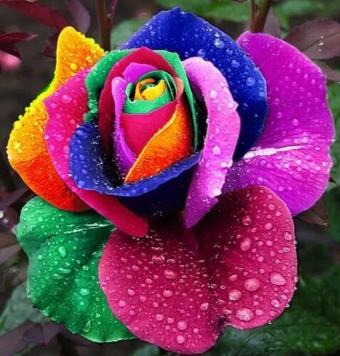 Rainbow rose seeds Multi- Colours Rare Rainbow Rose Flower seeds Home Fragrance