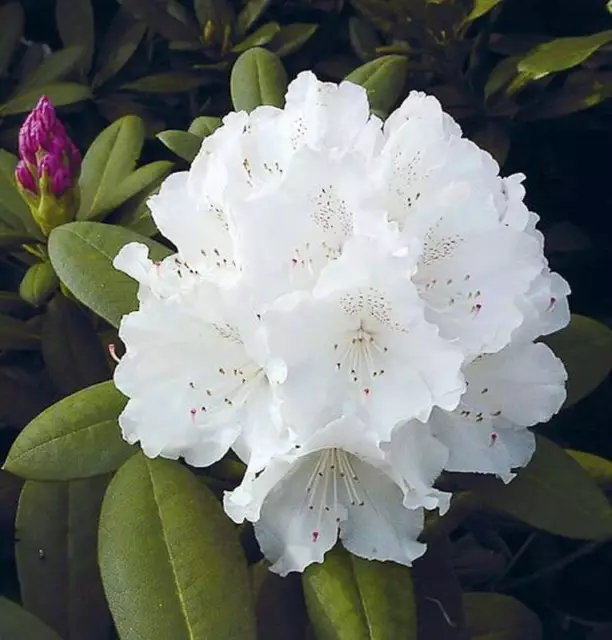 Hochstamm Rhododendron Schneekrone 80-100cm - Alpenrose