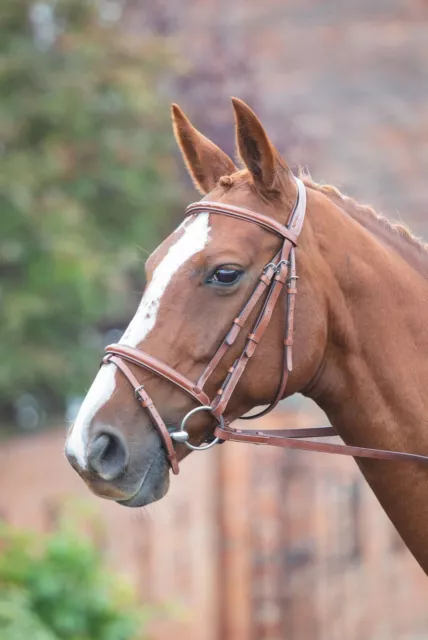 Shires Avignon Padded Raised Flash Leather Horse/Pony Bridle | 3 Colours