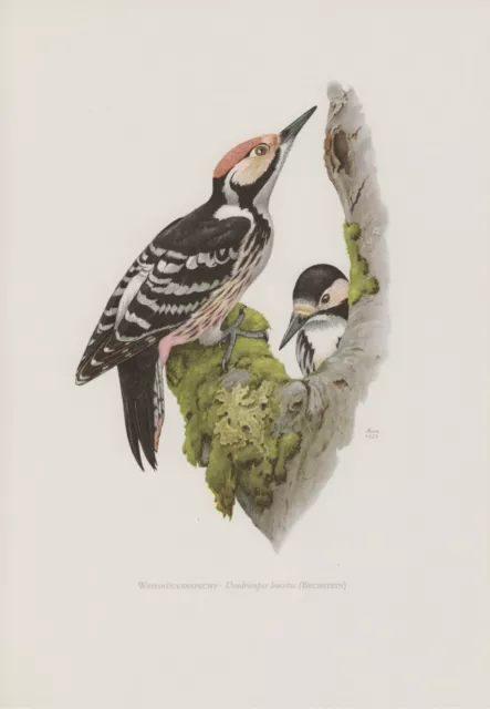 Weißrückenspecht  Dendrocopos  leucotos  Specht    Farbdruck 1958 Ornithologie