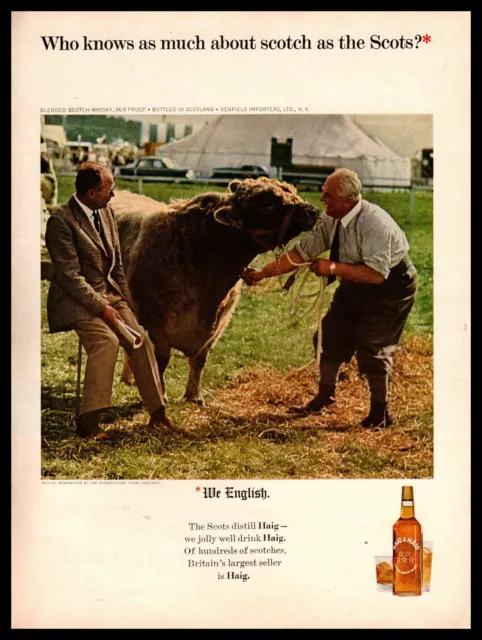 1964 Haig & Haig Scotch Whisky Oxfordshire County Thame Show Prize Cow Print Ad