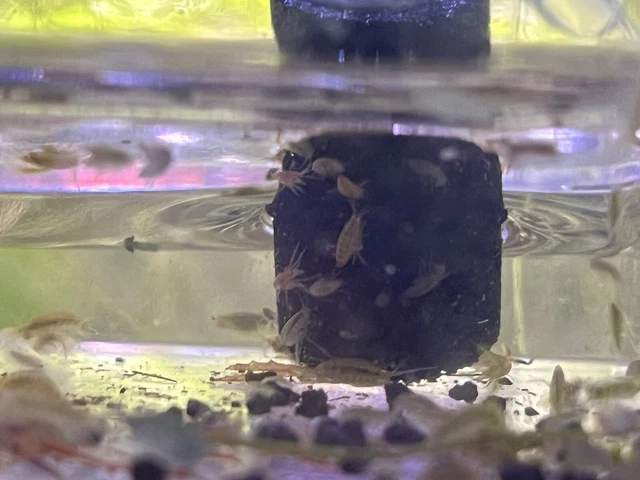 Buy 2 Get 1 Free 50+ Live Scuds-Food/Cleanup Crew- Freshwater Gammarus/Amphipods