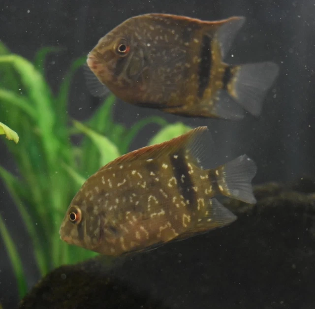 Live Panda Fernandezyepezi Uaru Cichlid (2.5" Rare Freshwater Aquarium Fish)