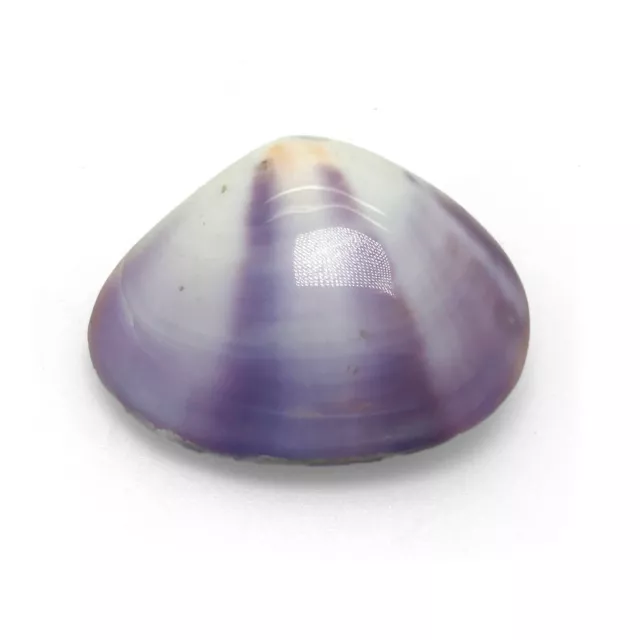 Polished Purple Venus Clam Shell MATCHING PAIR Beautiful Purple Clam Shell 2