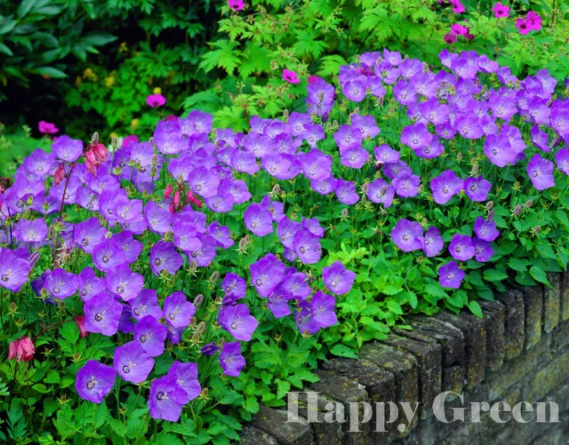 TUSSOCK GELLFLOWER BLAU - 5400 SAMEN - Campanula carpatica - MEHRJÄHRIGE BLUME