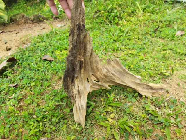 Spider Wood Driftwood Aquarium Fish Tank Landscape Natural Tree Trunk Deco