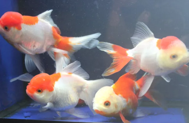 Live Red White Oranda Medium Goldfish for fish tank, koi pond or aquarium 2