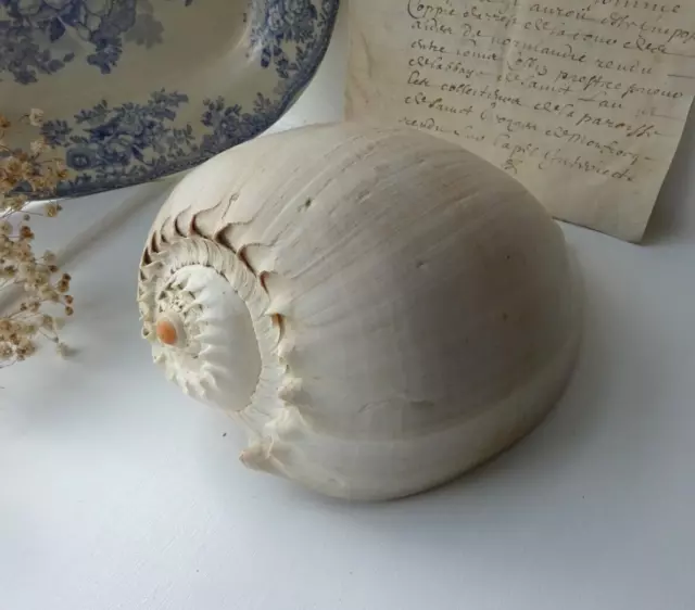 Antique Melon Shell, lge Crowned Melo Diadema seashell Indo-Pacific bailer shell