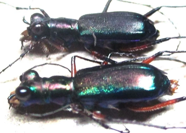 J006 SL : QZ : Cicindelidae: Heptodonta melanopyga 2pcs. females 13mm/14mm*****