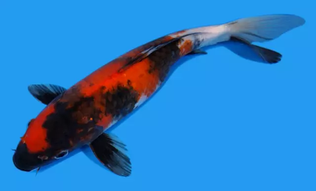 Live koi fish 10-11" Showa female Koibay