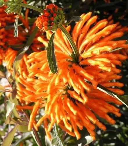 5 graines de QUEUE DE LION (Leonotis Leonurus)X113 LION 'S TAIL SEEDS SEMI SAMEN