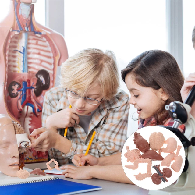 Set gioco modello organo umano bambini modello anatomia del corpo plastica
