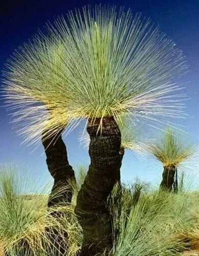 10 X Native Balga Grass Tree Seeds-Bush Tucker-Hardy Landscape Garden Shrub