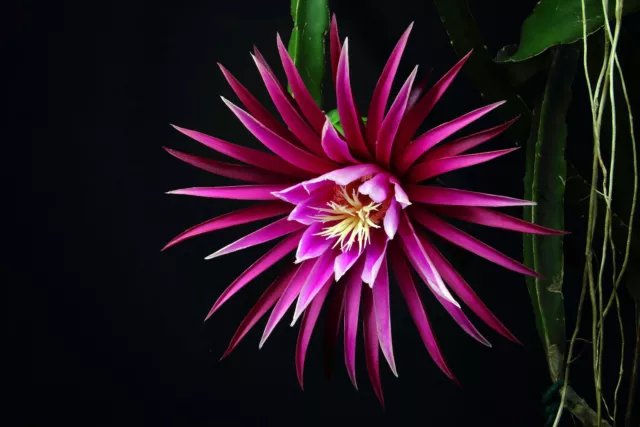 Epiphyllum Epicactushybride,  Hylocereus Hybride  'Connie Mayer'